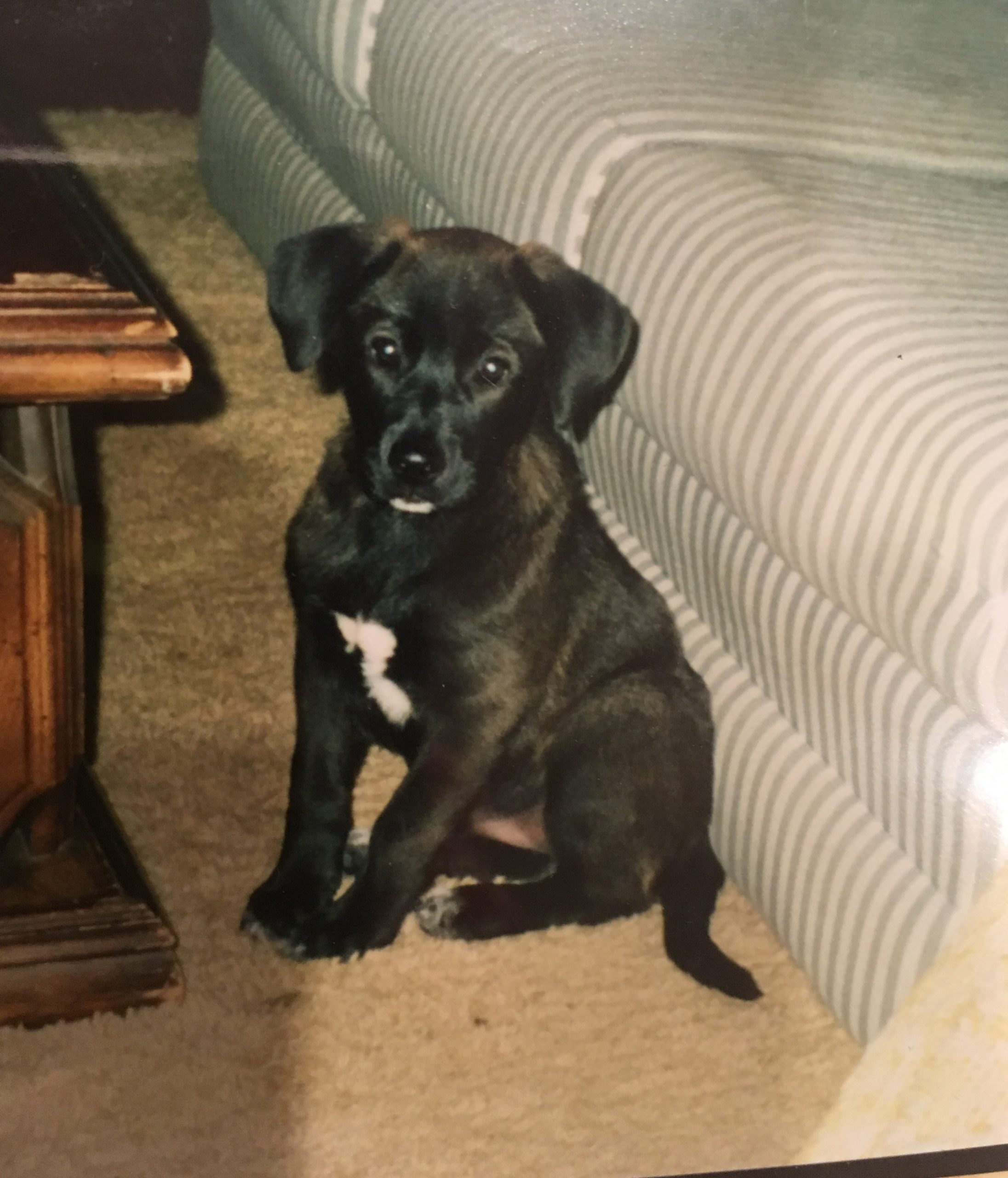 The Long Goodbye. Puppy standing between wood coffee table and stripped couch.