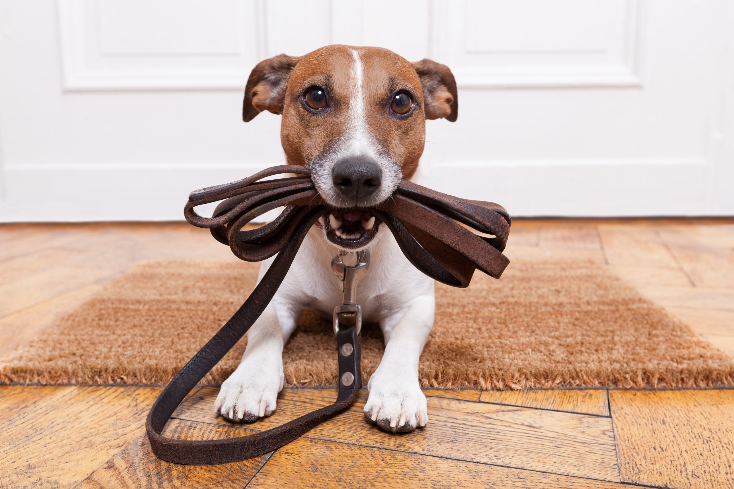 Dog holding leashes in mouth, ready for a walk and outdoor exercise