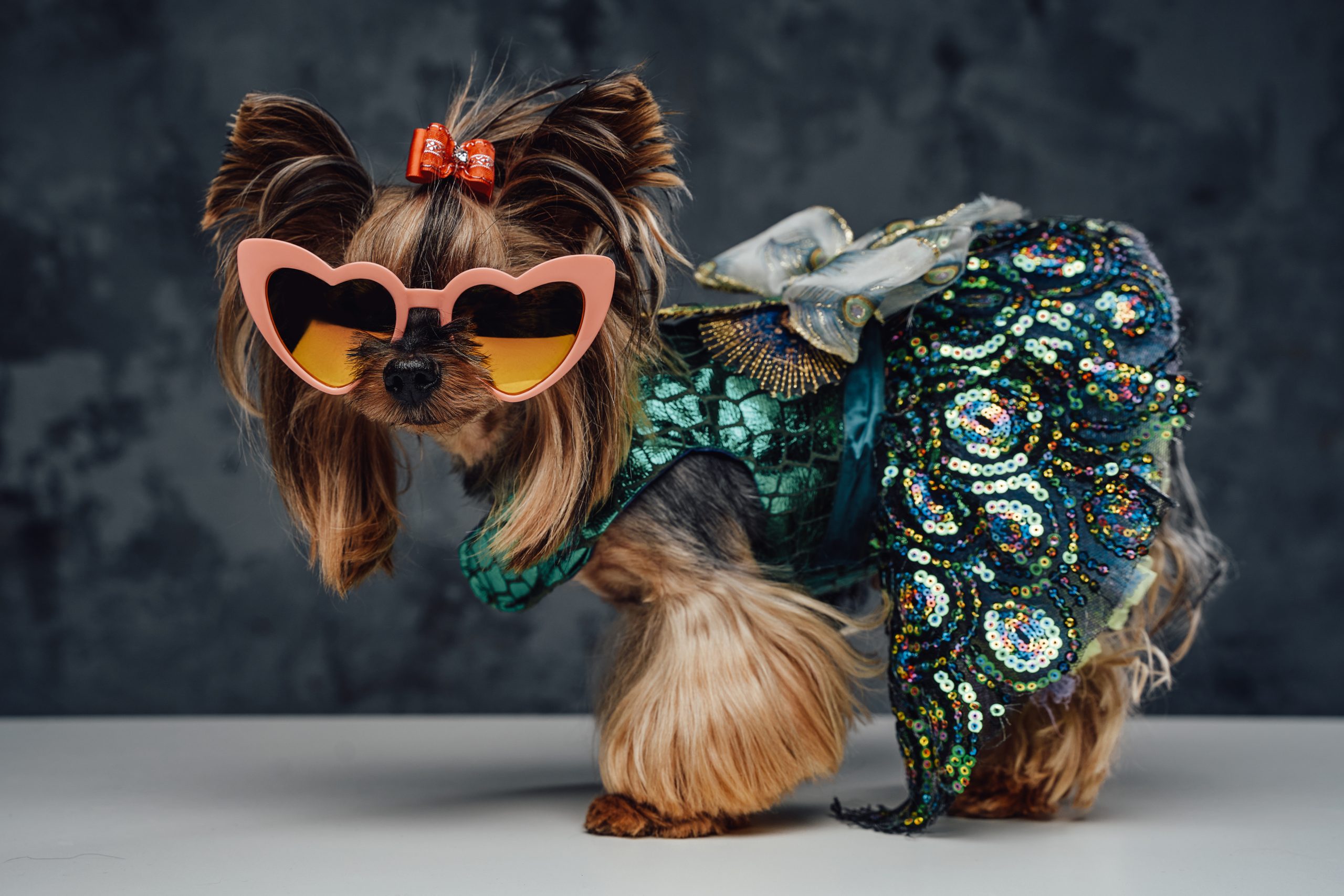 Dog fashioin - purebred yorkshire terrier dog weared in dress and sunglasses against dark background.