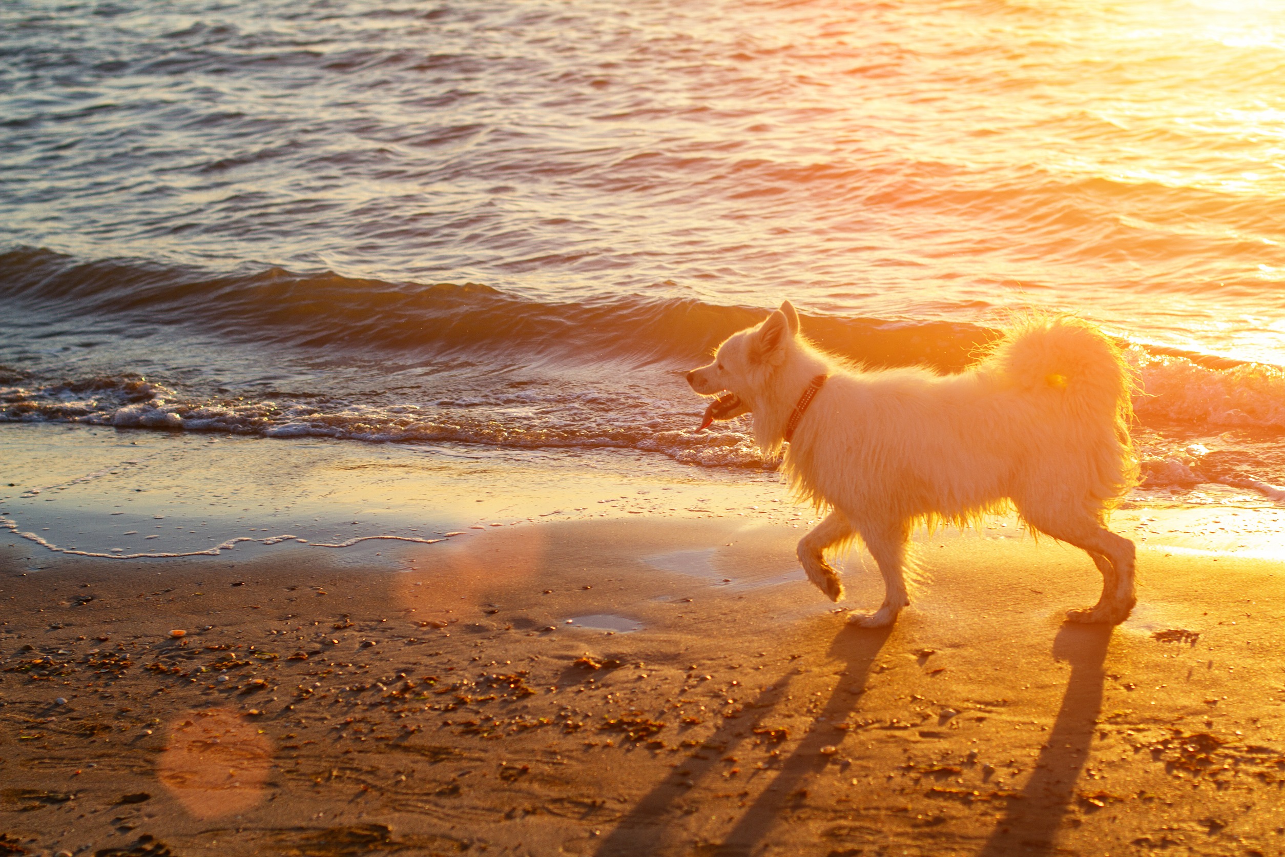 White dog walking on the beach at sunset.