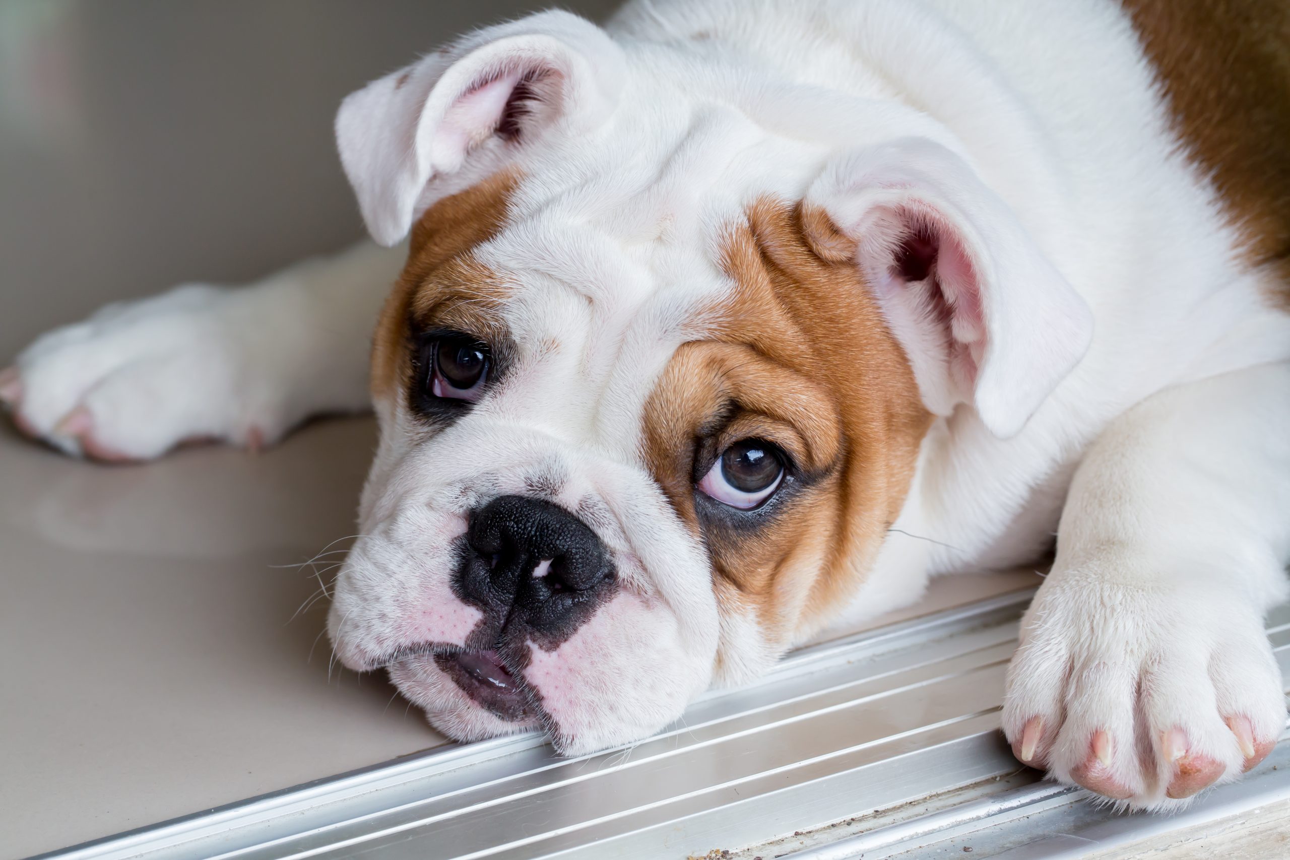 Bulldog puppy looking sad and guilty with head down on floor