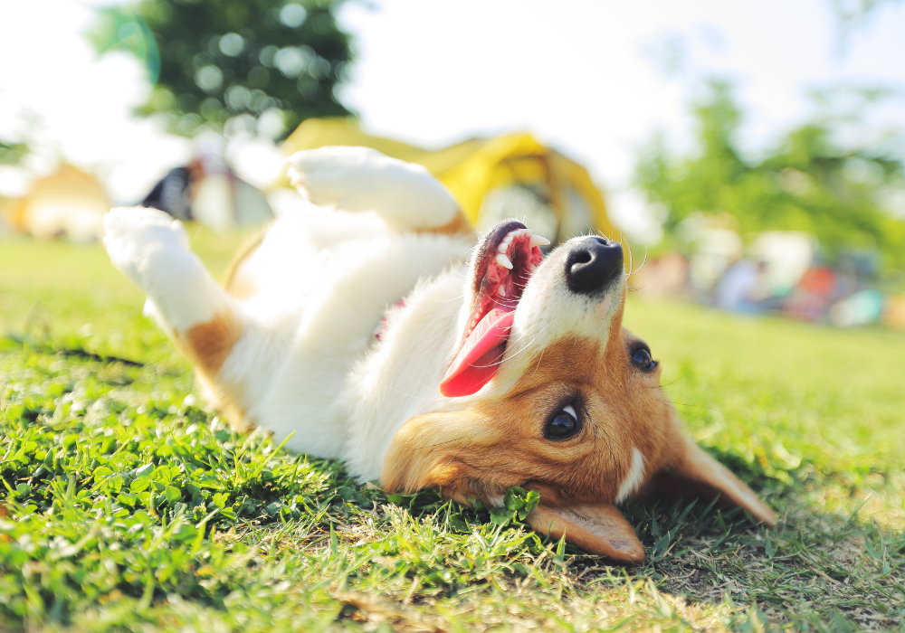 Happy Corgi dog lying on its back in the grass on a sunny day, tongue out and playful, enjoying the outdoors at a park or event.