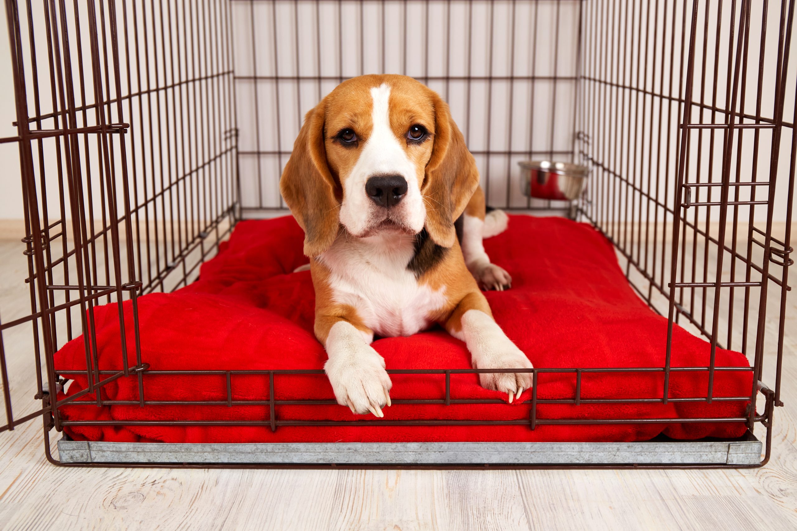 A beagle puppy lies on a bright red cushion inside a metal wire crate, looking directly at the camera. A small silver water bowl is visible in the corner of the crate.