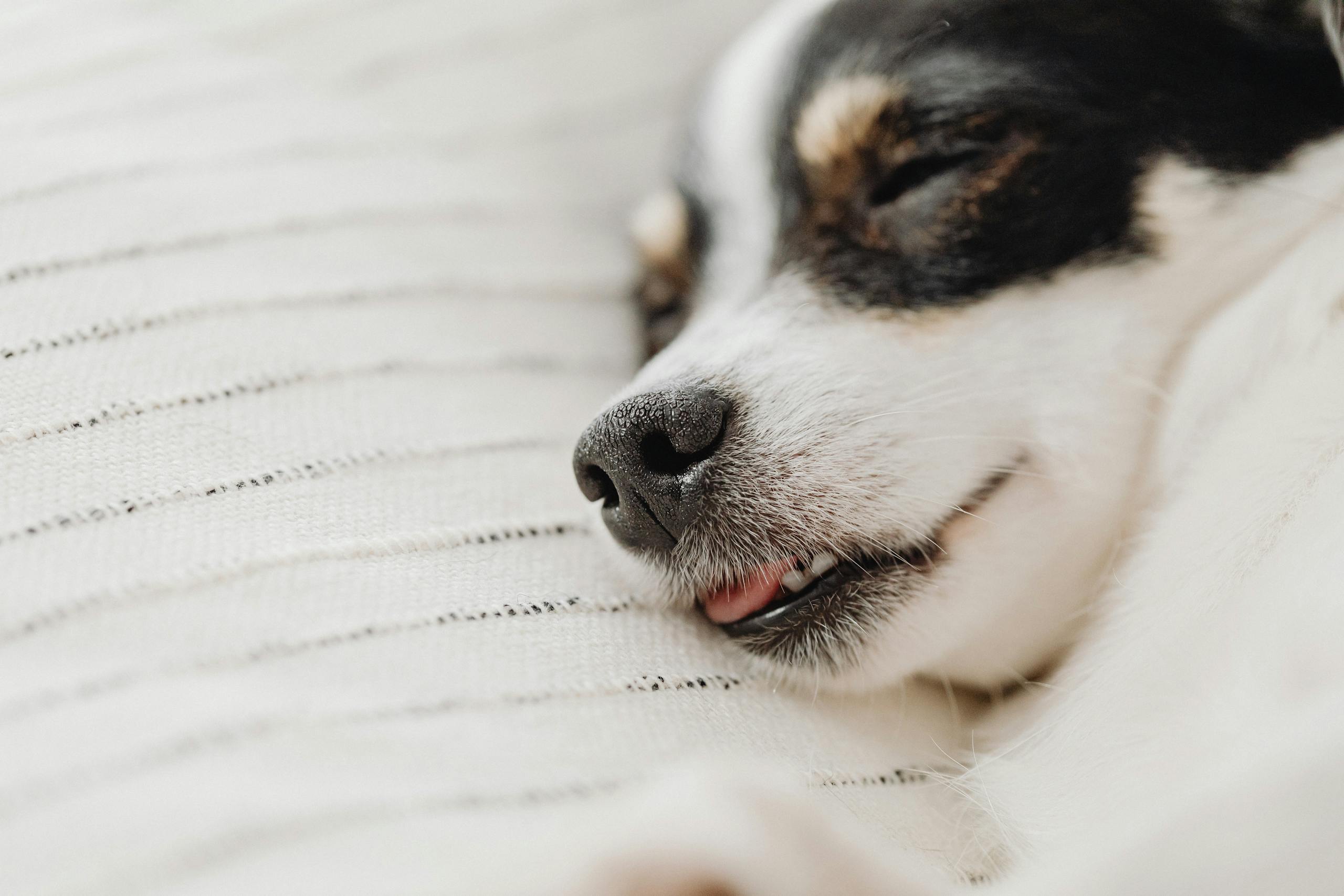 Charming close-up of a sleeping Chihuahua, capturing its peaceful slumber on a cozy blanket.