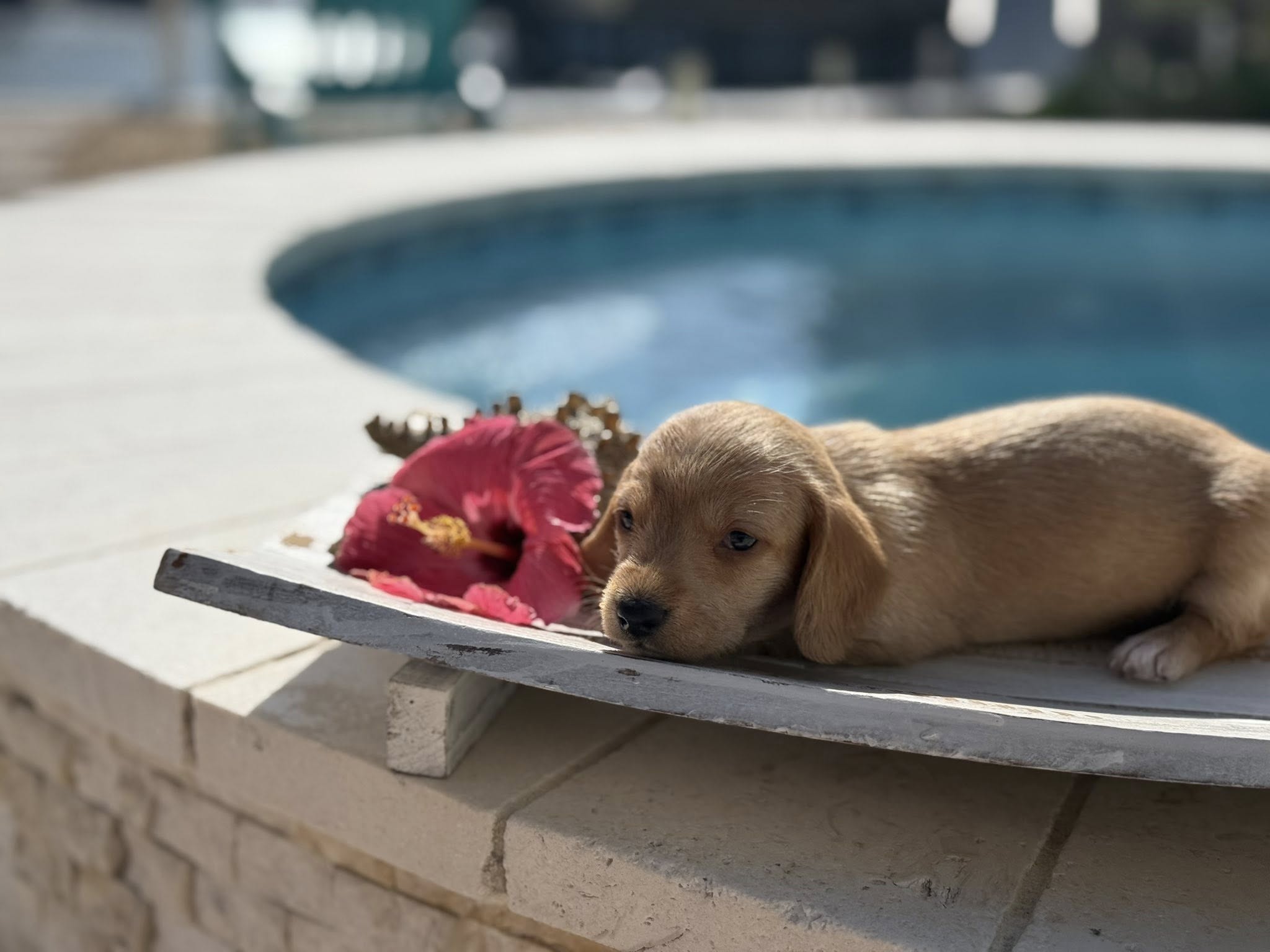 The First 30 Days With a Puppy: Tiny Teeth, No Sleep